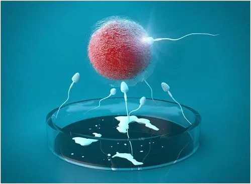 供卵试管的自由，宝宝缺少蛋白质怎么补